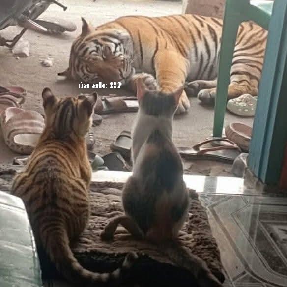 Tuyển Tập 1001+ Các Meme Mèo Hài Hước Siêu Độc Đáo Meme mèo hài nhìn là muốn thả haha