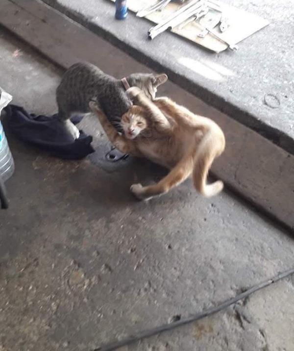 Tuyển Tập 1001+ Các Meme Mèo Hài Hước Siêu Độc Đáo Meme mèo hài hước cho những lúc buồn