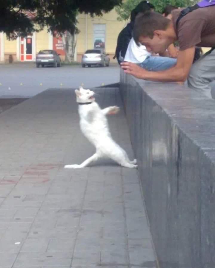 Tuyển Tập 1001+ Các Meme Mèo Hài Hước Siêu Độc Đáo Meme mèo hài hước vibe hài bựa
