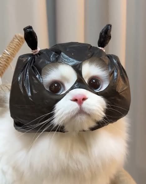Tuyển Tập 1001+ Các Meme Mèo Hài Hước Siêu Độc Đáo Meme mèo hài nhìn rất đáng yêu