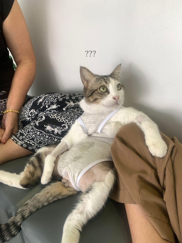 Tuyển Tập 1001+ Các Meme Mèo Hài Hước Siêu Độc Đáo Meme mèo hài với biểu cảm lạ đời