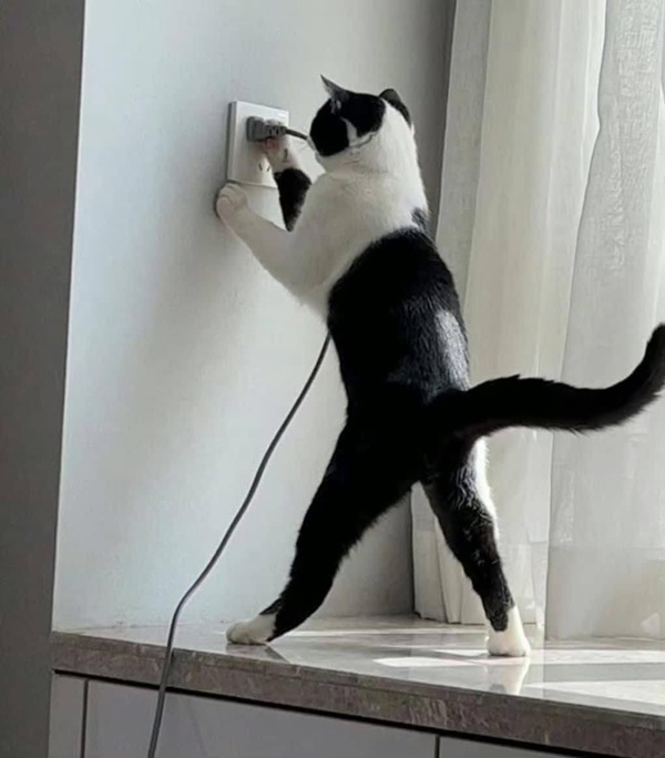 Tuyển Tập 1001+ Các Meme Mèo Hài Hước Siêu Độc Đáo Meme mèo hài hước khiến ai cũng bật cười