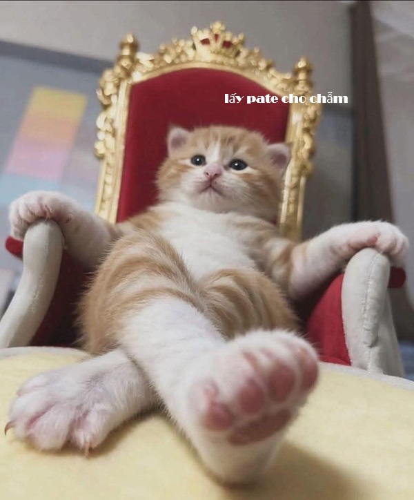 Tuyển Tập 1001+ Các Meme Mèo Hài Hước Siêu Độc Đáo Meme mèo hài hước vibe vui nhộn