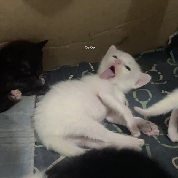 Tuyển Tập 1001+ Các Meme Mèo Hài Hước Siêu Độc Đáo Meme mèo hài hước nhìn rất mắc cười