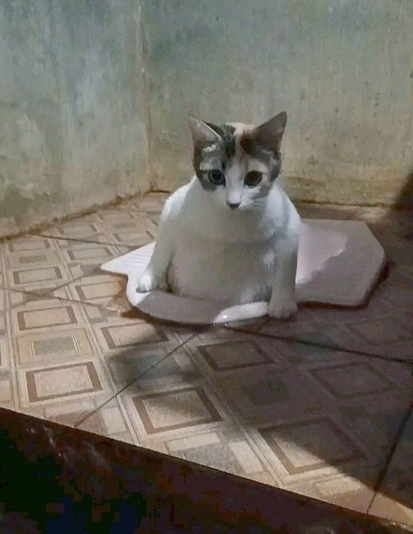 Tuyển Tập 1001+ Các Meme Mèo Hài Hước Siêu Độc Đáo Meme mèo buồn cười cho mọi tình huống