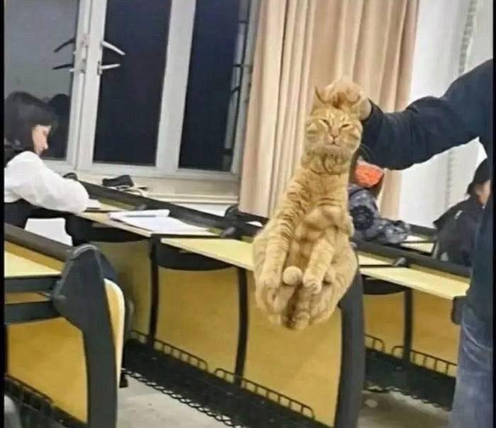 Tuyển Tập 1001+ Các Meme Mèo Hài Hước Siêu Độc Đáo Meme mèo hài hước dùng cho mạng xã hội