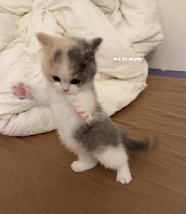 Tuyển Tập 1001+ Các Meme Mèo Hài Hước Siêu Độc Đáo Meme mèo hài cho những lúc troll
