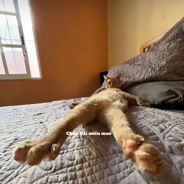 Tuyển Tập 1001+ Các Meme Mèo Hài Hước Siêu Độc Đáo Meme mèo hài hước phong cách lầy lội