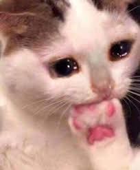 Tuyển Tập 99+ Meme Mèo Khóc Dỗi Slay Cực Cute meme mèo khóc cảm xúc