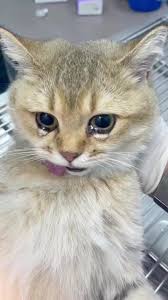 Tuyển Tập 99+ Meme Mèo Khóc Dỗi Slay Cực Cute meme mèo khóc slay phong cách cá tính