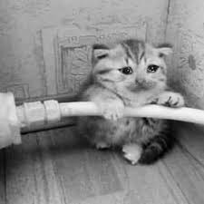 Tuyển Tập 99+ Meme Mèo Khóc Dỗi Slay Cực Cute meme mèo khóc cute dễ gây đồng cảm