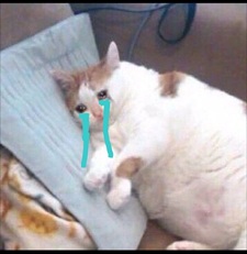 Tuyển Tập 99+ Meme Mèo Khóc Dỗi Slay Cực Cute meme mèo khóc buồn lụy