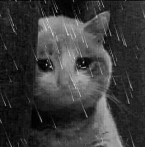 Tuyển Tập 99+ Meme Mèo Khóc Dỗi Slay Cực Cute meme mèo khóc bay màu