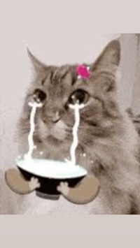 Tuyển Tập 99+ Meme Mèo Khóc Dỗi Slay Cực Cute meme mèo khóc cho người hay giả vờ ổn
