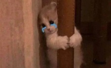 Tuyển Tập 99+ Meme Mèo Khóc Dỗi Slay Cực Cute meme mèo khóc tội lỗi