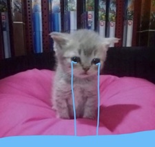 Tuyển Tập 99+ Meme Mèo Khóc Dỗi Slay Cực Cute meme mèo khóc dỗi nhưng vẫn đáng yêu