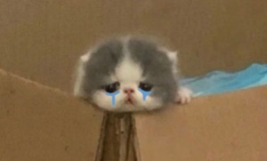Tuyển Tập 99+ Meme Mèo Khóc Dỗi Slay Cực Cute meme mèo khóc tủi thân