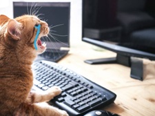 Tuyển Tập 99+ Meme Mèo Khóc Dỗi Slay Cực Cute meme mèo khóc chạy deadline