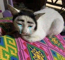 Tuyển Tập 99+ Meme Mèo Khóc Dỗi Slay Cực Cute meme meo khoc 25