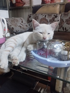 Tuyển Tập 99+ Meme Mèo Khóc Dỗi Slay Cực Cute meme meo khoc 28
