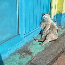 Tuyển Tập 99+ Meme Mèo Khóc Dỗi Slay Cực Cute meme meo khoc 29