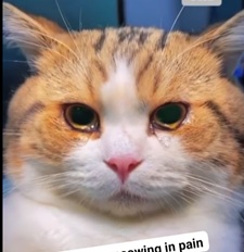 Tuyển Tập 99+ Meme Mèo Khóc Dỗi Slay Cực Cute meme meo khoc 30