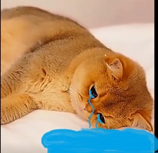 Tuyển Tập 99+ Meme Mèo Khóc Dỗi Slay Cực Cute meme meo khoc 31