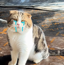 Tuyển Tập 99+ Meme Mèo Khóc Dỗi Slay Cực Cute meme meo khoc 32