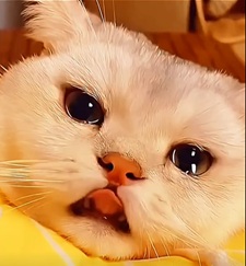 Tuyển Tập 99+ Meme Mèo Khóc Dỗi Slay Cực Cute meme meo khoc 33