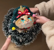 Tuyển Tập 99+ Meme Mèo Khóc Dỗi Slay Cực Cute meme meo khoc 34