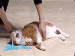 Tuyển Tập 99+ Meme Mèo Khóc Dỗi Slay Cực Cute meme mèo khóc bựa nhìn là bật cười