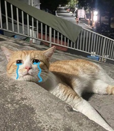 Tuyển Tập 99+ Meme Mèo Khóc Dỗi Slay Cực Cute meme mèo khóc thất tình đau khổ