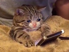 Tuyển Tập 99+ Meme Mèo Khóc Dỗi Slay Cực Cute meme mèo khóc thất tình online