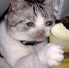 Tuyển Tập 99+ Meme Mèo Khóc Dỗi Slay Cực Cute meme mèo khóc biểu cảm khó nói