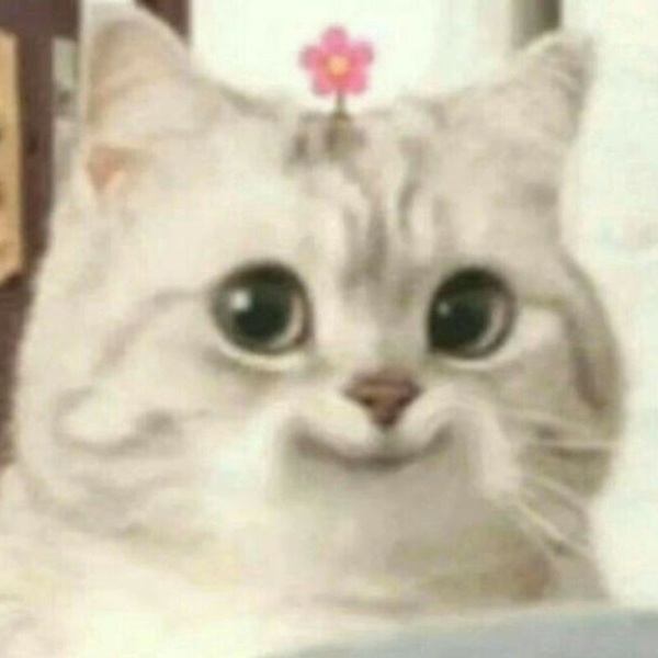 Tuyển Tập 69+ Ảnh Meme Mèo Liếc Mắt Siêu Bá Đạo meme mèo liếc xéo buồn cười