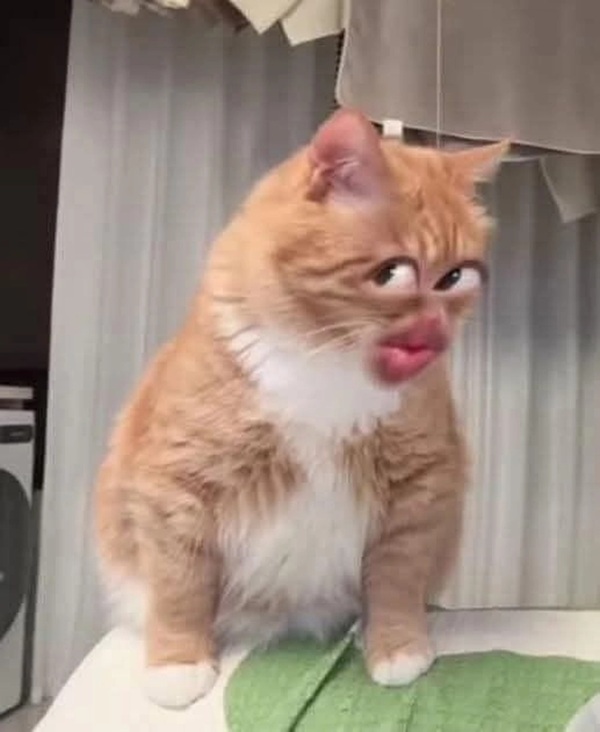 Tuyển Tập 69+ Ảnh Meme Mèo Liếc Mắt Siêu Bá Đạo meme mèo liếc kiểu không tin tưởng