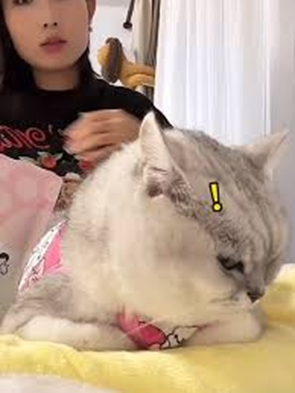 Tuyển Tập 69+ Ảnh Meme Mèo Liếc Mắt Siêu Bá Đạo meme mèo liếc xéo cho reaction