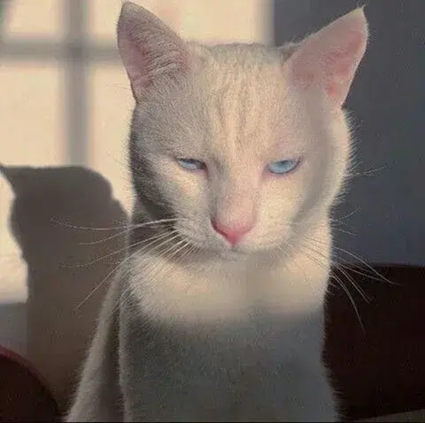 Tuyển Tập 69+ Ảnh Meme Mèo Liếc Mắt Siêu Bá Đạo meme mèo liếc nhìn đầy sát thương