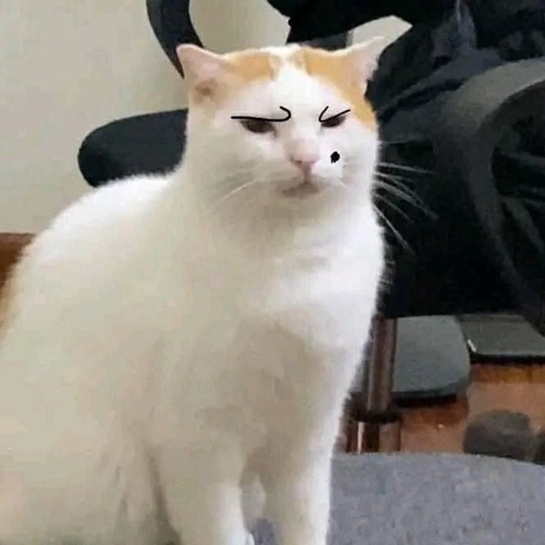 Tuyển Tập 69+ Ảnh Meme Mèo Liếc Mắt Siêu Bá Đạo meme mèo liếc xéo đúng chất meme