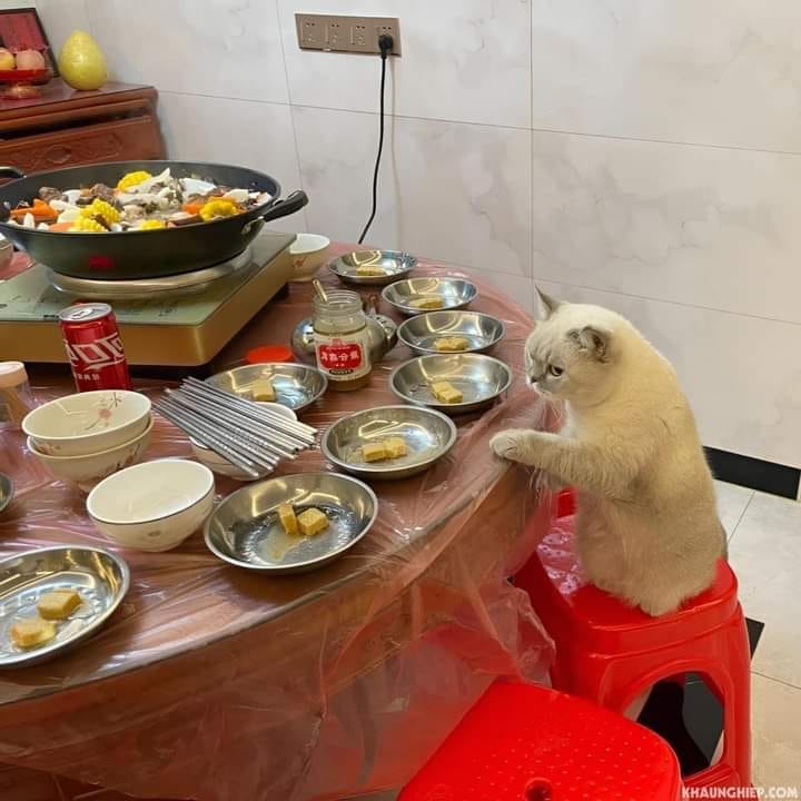 Tuyển Tập 69+ Ảnh Meme Mèo Liếc Mắt Siêu Bá Đạo meme mèo liếc mắt vô tri