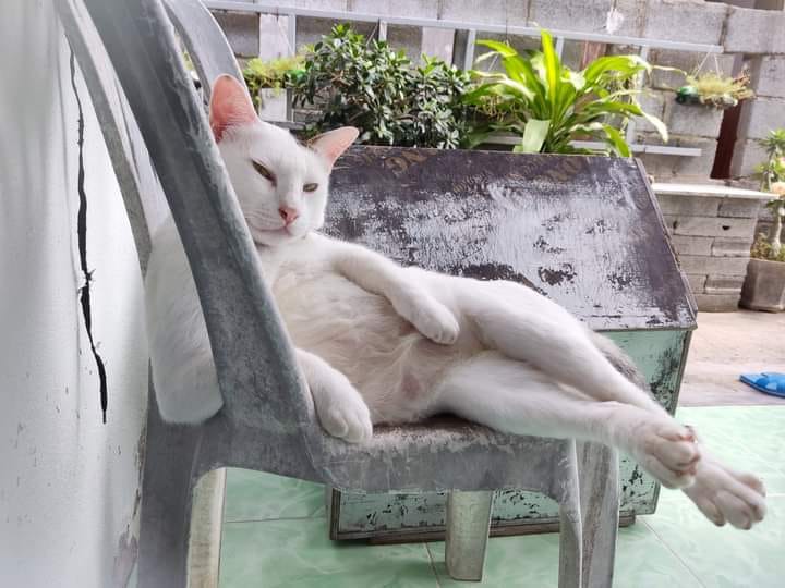 Tuyển Tập 69+ Ảnh Meme Mèo Liếc Mắt Siêu Bá Đạo meme mèo liếc nhìn khó chịu