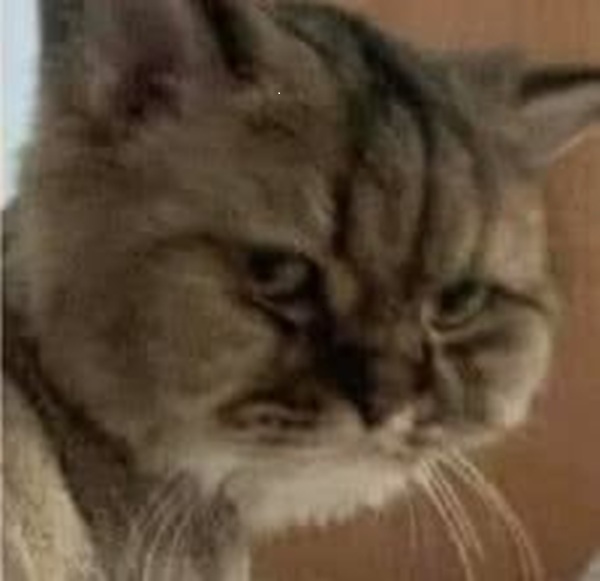 Tuyển Tập 69+ Ảnh Meme Mèo Liếc Mắt Siêu Bá Đạo meme mèo liếc kiểu khinh khỉnh