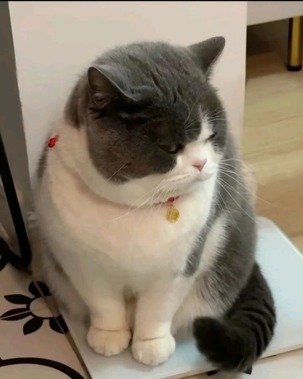 Tuyển Chọn 69+ Meme Mèo Lườm Hài Hước Với Ánh Mắt Sắc Lẹm meme mèo lườm mặt khó ở