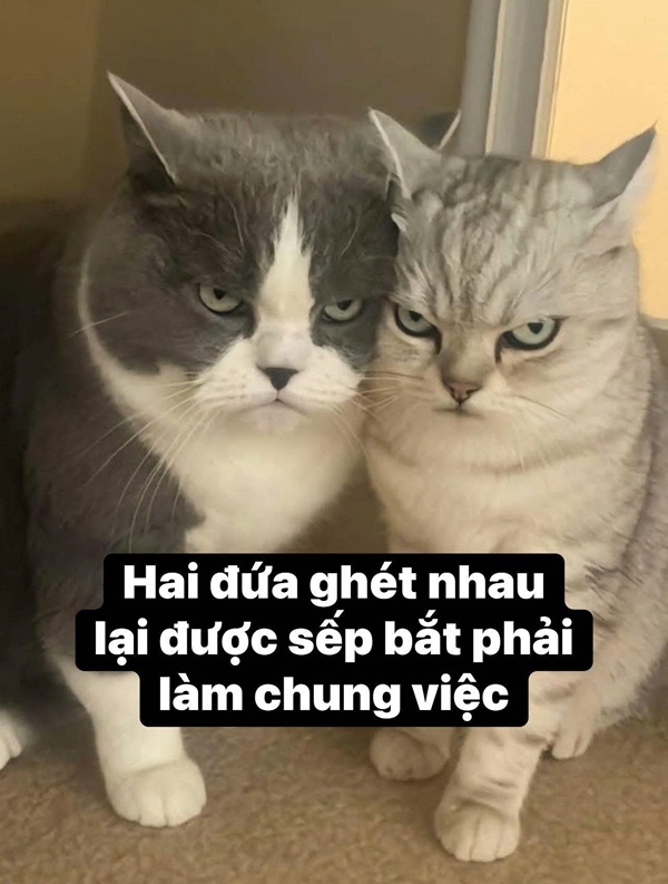 Tuyển Chọn 69+ Meme Mèo Lườm Hài Hước Với Ánh Mắt Sắc Lẹm meme mèo lườm cho comment
