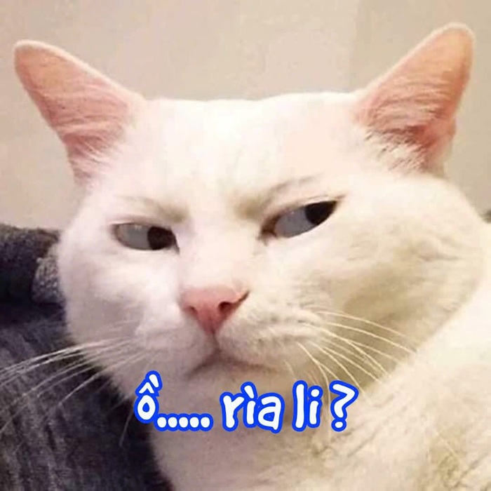 Tuyển Chọn 69+ Meme Mèo Lườm Hài Hước Với Ánh Mắt Sắc Lẹm meme mèo lườm cà khịa
