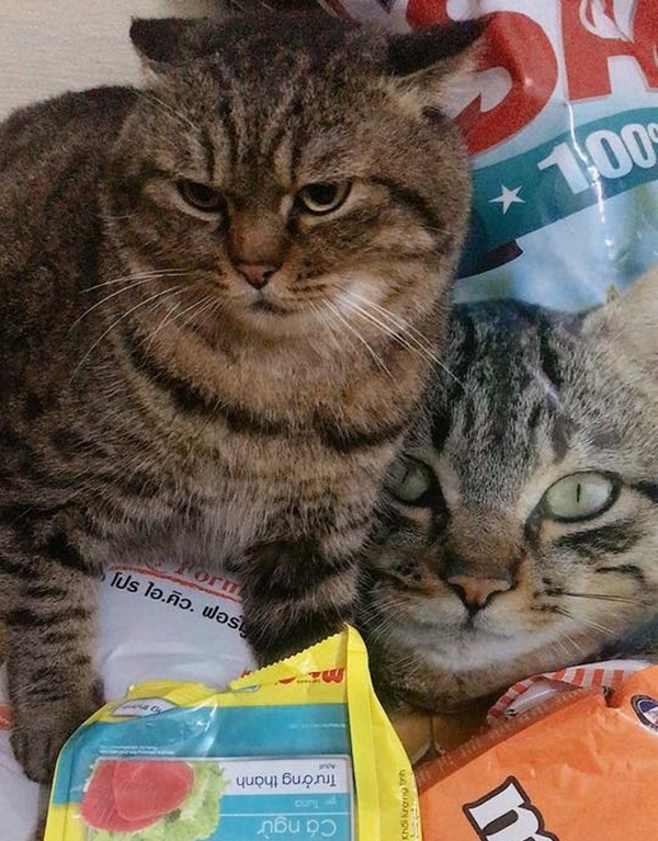 Tuyển Chọn 69+ Meme Mèo Lườm Hài Hước Với Ánh Mắt Sắc Lẹm meme mèo lườm ánh mắt sắc
