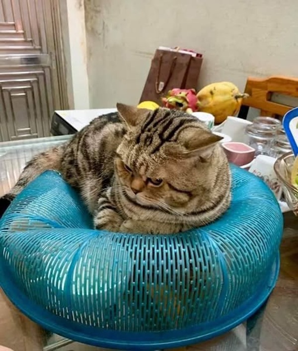 Tuyển Chọn 69+ Meme Mèo Lườm Hài Hước Với Ánh Mắt Sắc Lẹm meme mèo lườm biểu cảm khó ở