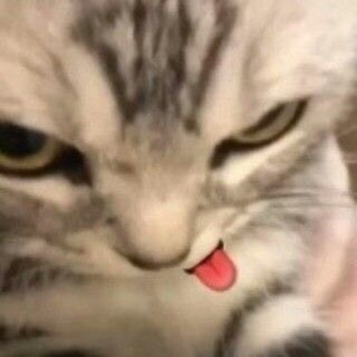 Tuyển Chọn 69+ Meme Mèo Lườm Hài Hước Với Ánh Mắt Sắc Lẹm meme mèo lườm nhìn xéo hài