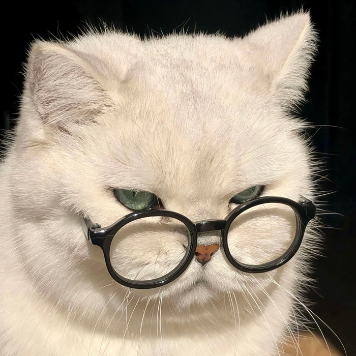 Tuyển Chọn 69+ Meme Mèo Lườm Hài Hước Với Ánh Mắt Sắc Lẹm meme mèo lườm lạnh lùng