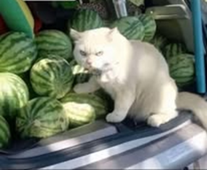 Tuyển Chọn 69+ Meme Mèo Lườm Hài Hước Với Ánh Mắt Sắc Lẹm meme mèo lườm biểu cảm lườm